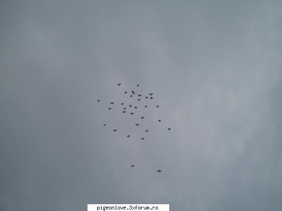 obisnuiesc sa le fac poze mei in zbor. enjoy ! :nod: in zbor