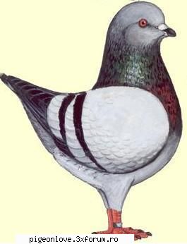 kingi varietate culoare