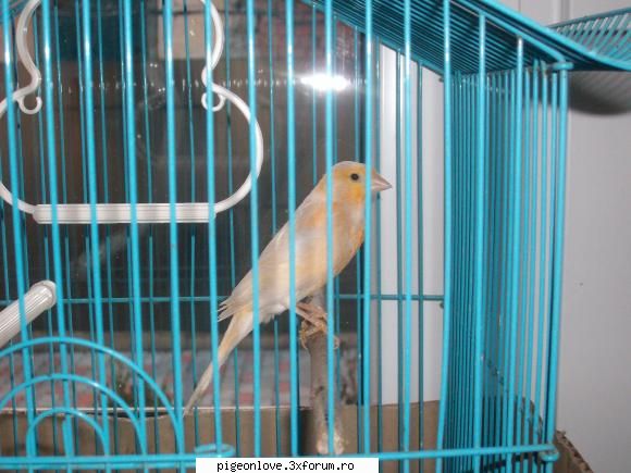 canari si mele  :d canari si
