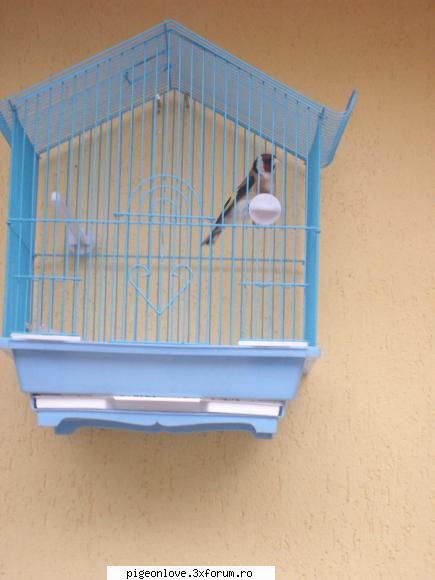 in imaginea de jso vedeti un mascul de sticlet  :) canari si