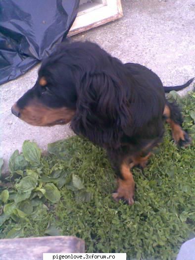 springer spaniel caini de