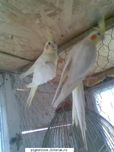 nimfe albi