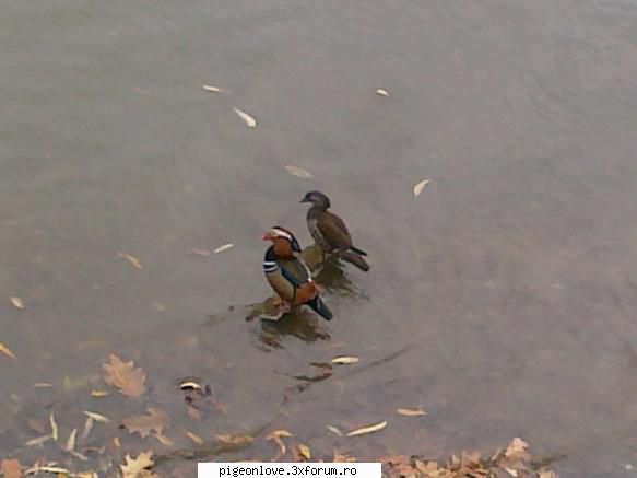 rate mandarin in bucuresti pe un lac. ce parere aveti? au scapat din sau si-au deviat drumul de