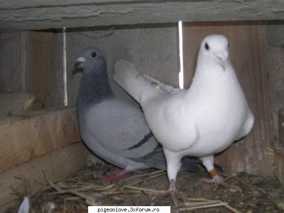 salut ma numesc madalin sunt din tg-jiu am 18 ani si imi plac foarte mult porumbeii acum m-am apucat