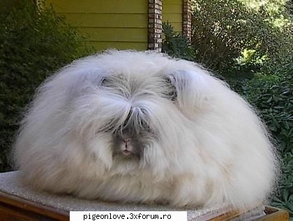 iepurele angora sau iepurele de lana angora