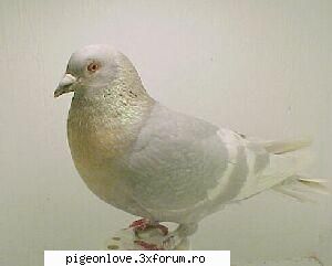 bazele culorilor porumbeii voiajori opal dominant recesiv