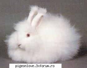 Angora - Si unul mai mic - Iepuri pentru ornament