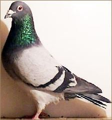 Bazele culorilor la porumbeii voiajori - canari-porumbei - Porumbei voiajori
