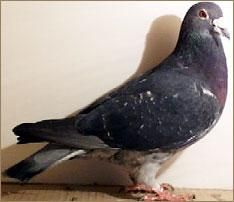 Bazele culorilor la porumbeii voiajori - canari-porumbei - Porumbei voiajori