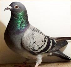 Bazele culorilor la porumbeii voiajori - canari-porumbei - Porumbei voiajori