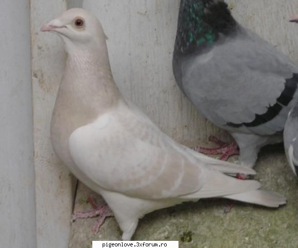Bazele culorilor la porumbeii voiajori - canari-porumbei - Porumbei voiajori