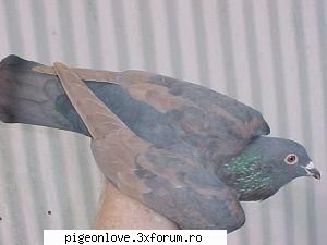 Bazele culorilor la porumbeii voiajori - canari-porumbei - Porumbei voiajori