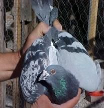 Bazele culorilor la porumbeii voiajori - canari-porumbei - Porumbei voiajori