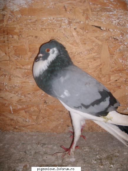 Porumbel gusat Englez - canari-porumbei - Porumbei de ornament
