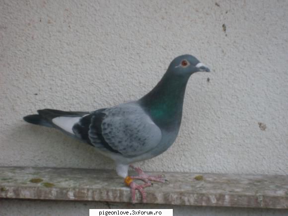 SA NE MANDRIM!!! - Un M de 2009 scos de mine :) mai am inca 2 - Porumbei voiajori